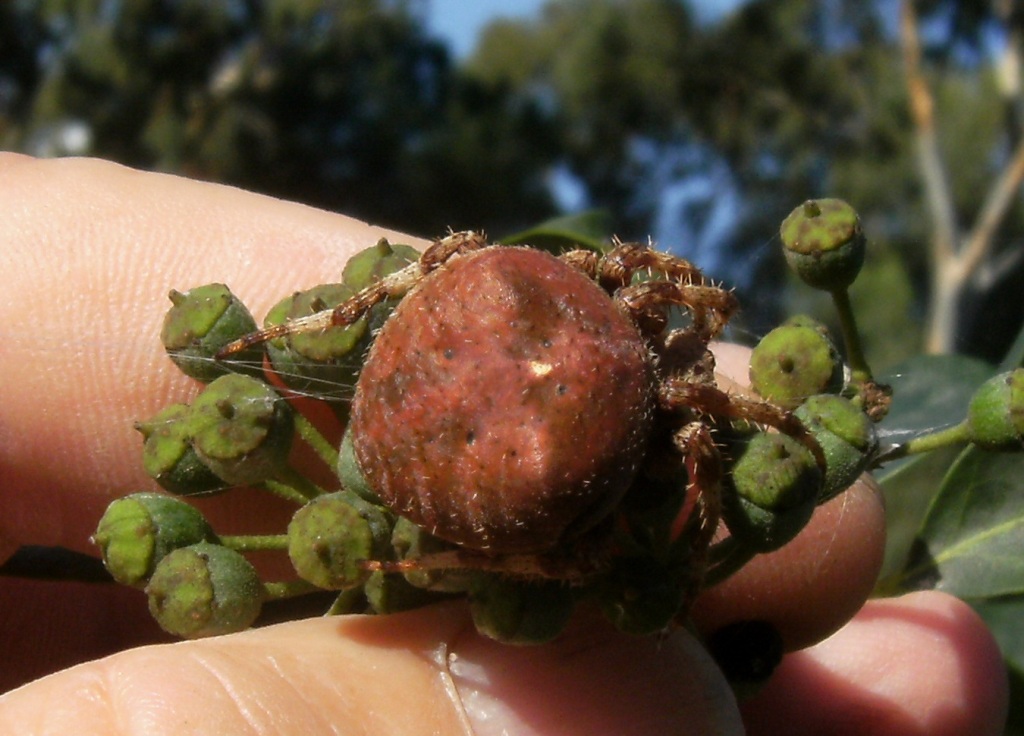 Araneus angulatus